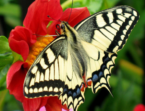 Walcher: Endangered species and the butterfly metaphor