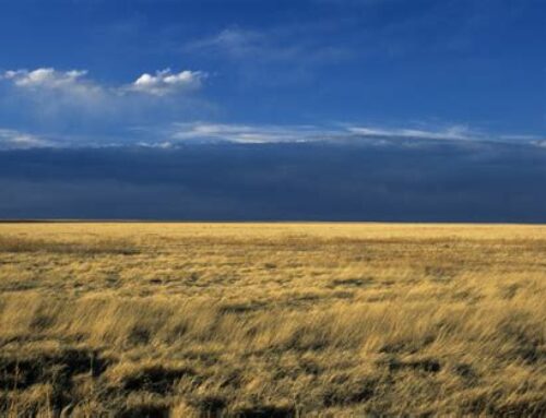 Walcher: Stop the sodbusters, save the grasslands