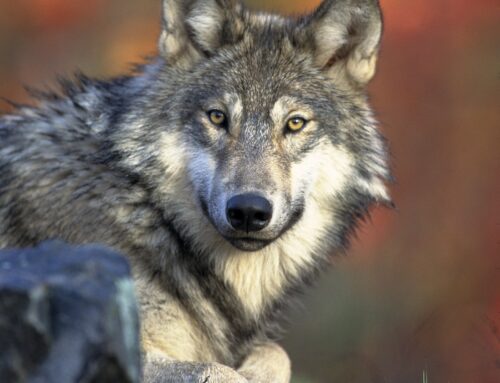 Walcher: Most popular wolf names for 2023