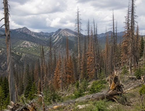Walcher: Decline of the aspen — a prophetic report